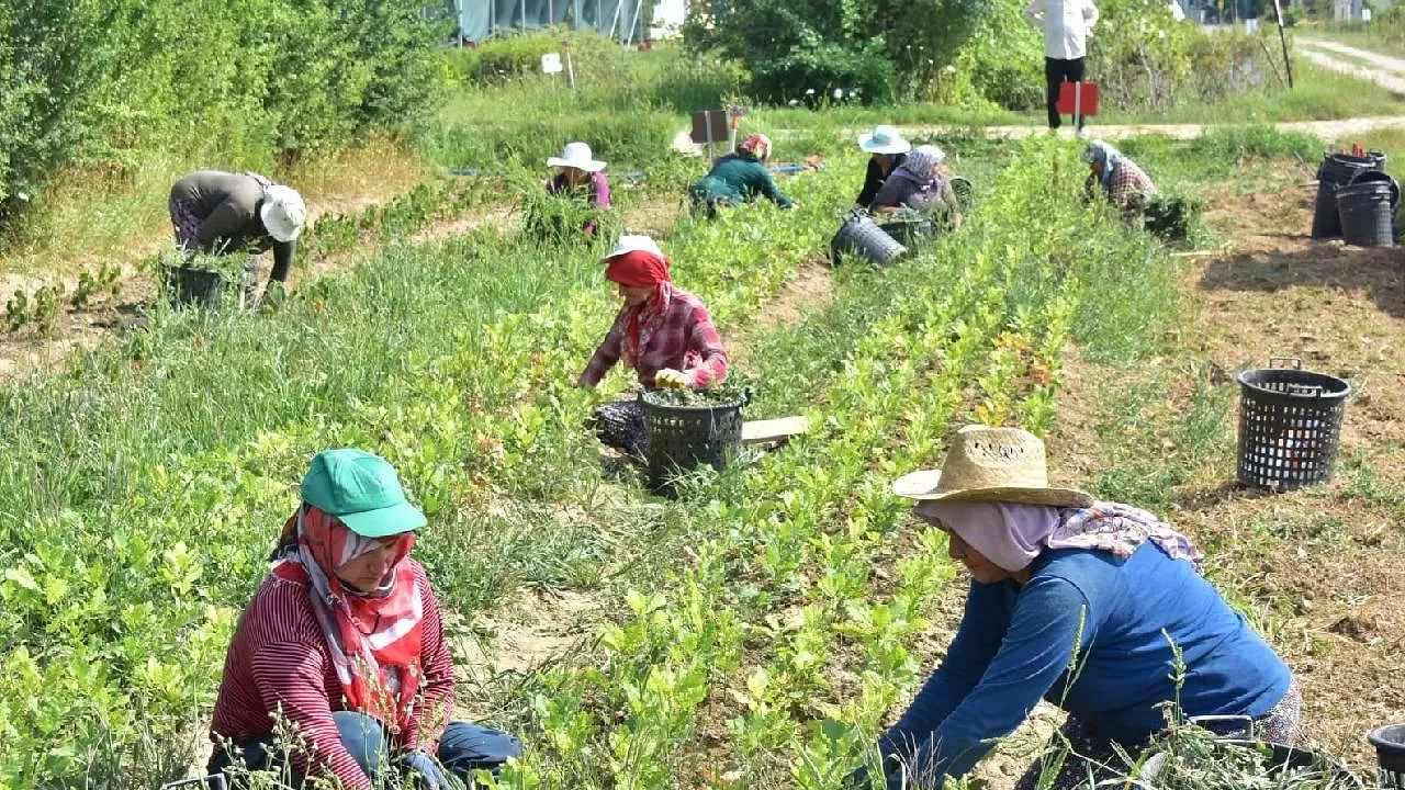 Tarım sektöründe işçi ihtiyacı hızla artıyor: En Hızlı Büyüyen Meslekler Arasında Tarım İşçisi Öne Çıkıyor