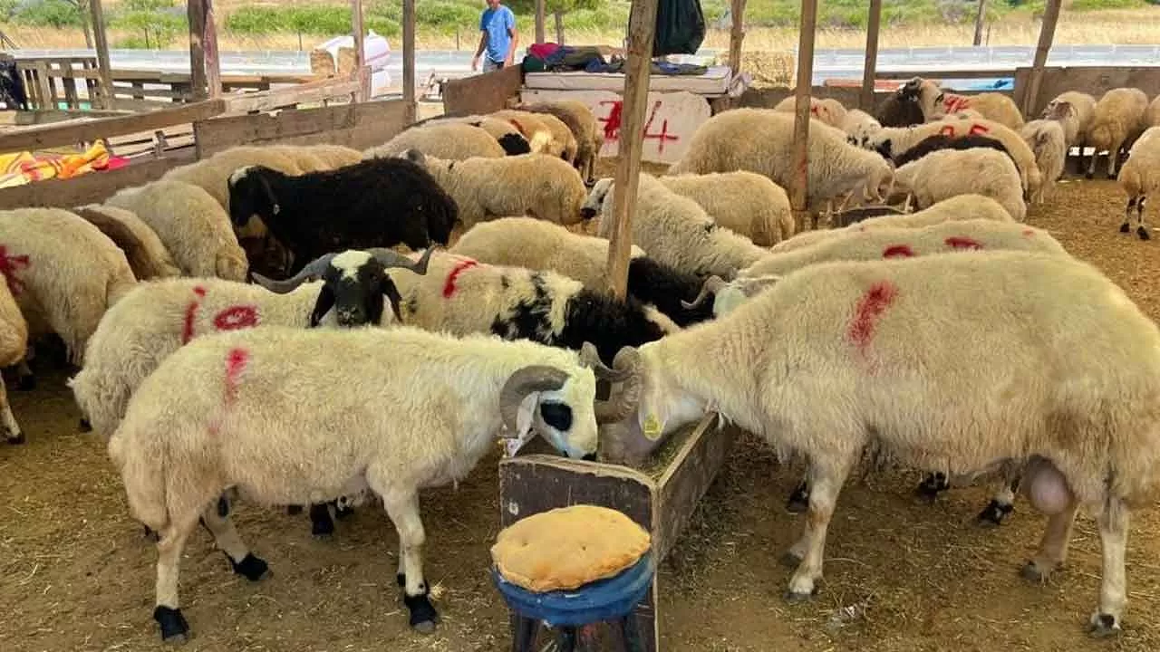 Uşak'taki Canlı Hayvan Pazarı İptal Edildi