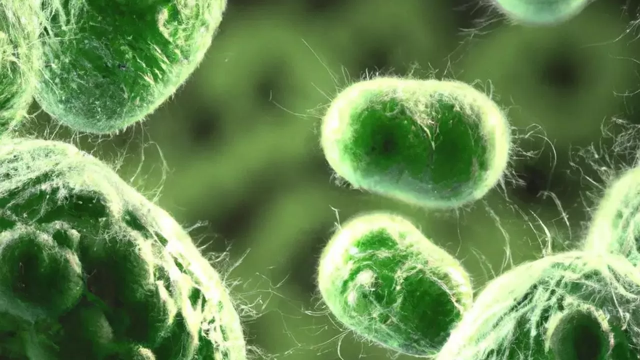 Antibiyotiklere Karşı Dirençli Yeni Bir Süper Bakteri Hakkında Endişe Verici Gelişme Ortaya Çıktı
