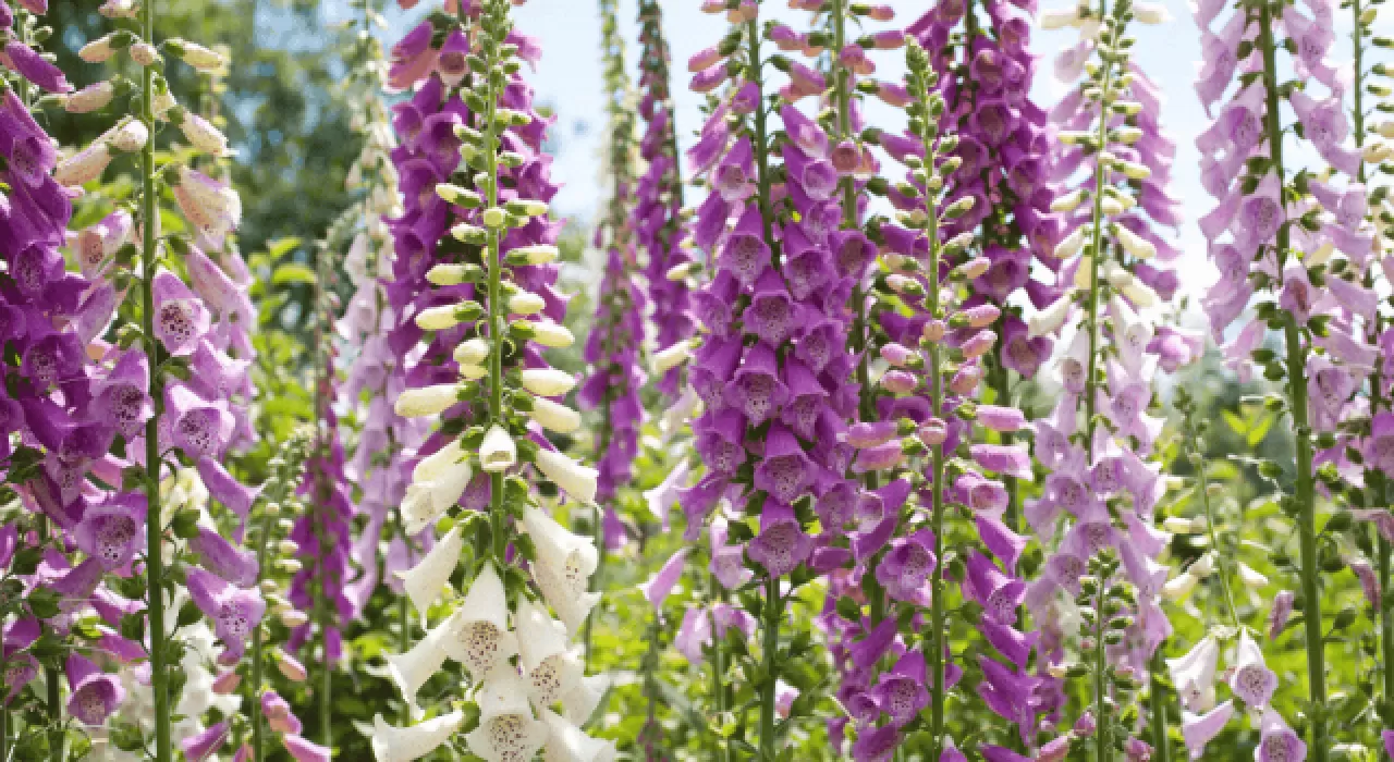Avustralya'da Foxglove Bitkisi Tehlikeli Yabani Ot Olarak Tanımlandı
