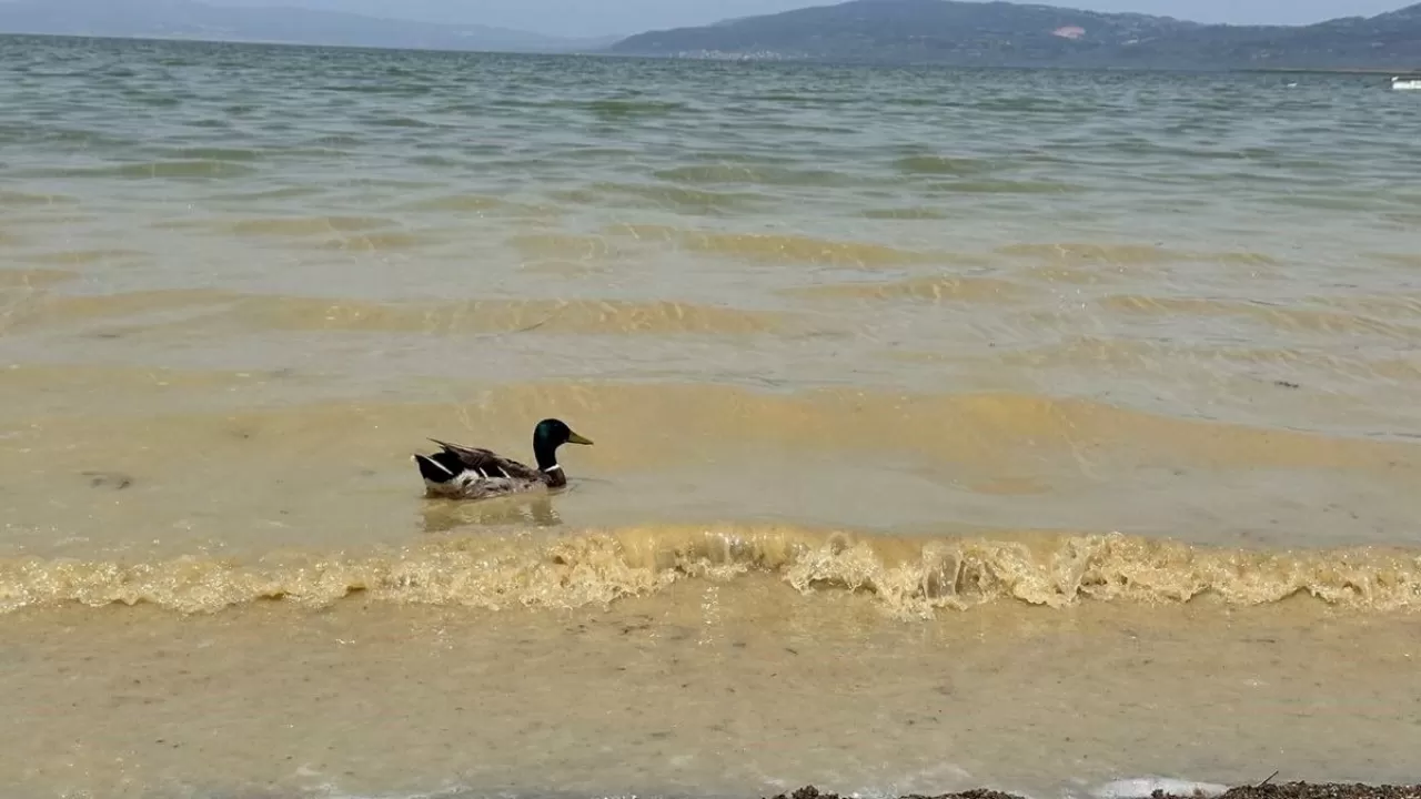 İznik Gölü'nde endişe veren durum: Kirlilik hızla artıyor