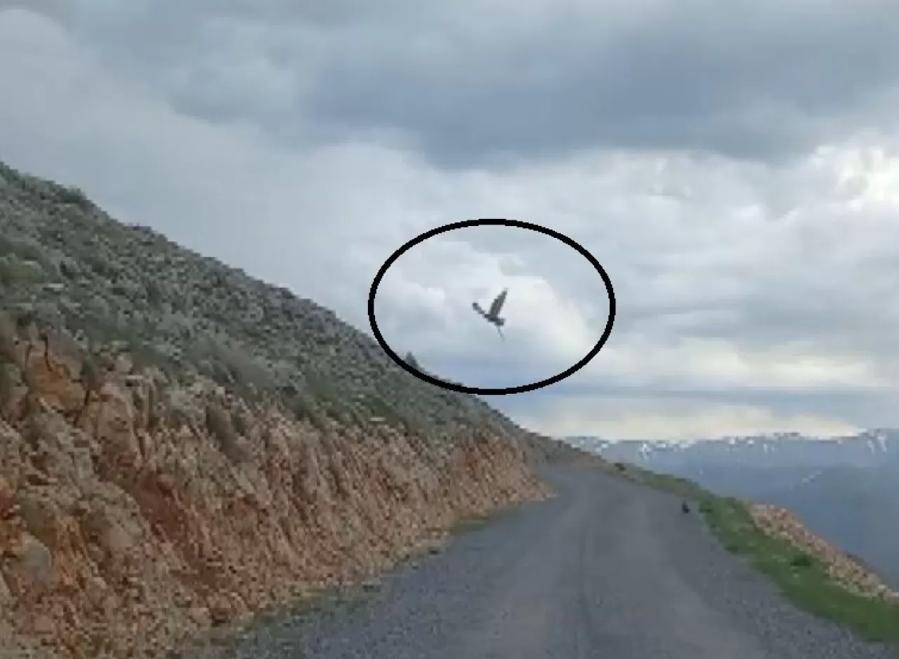 Kartalın yılan avı anı görüntülendi!