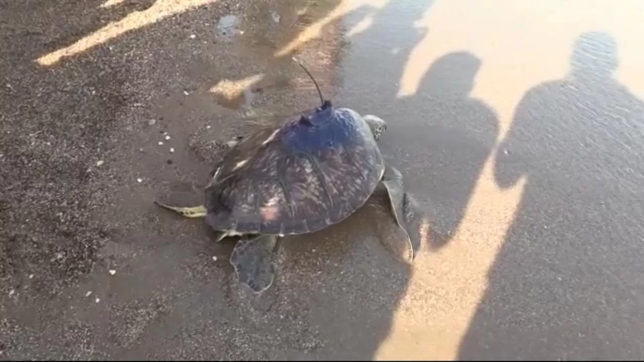 Deniz kaplumbağasının uydudan izlenen sinyali, Gazze'de kayboldu.
