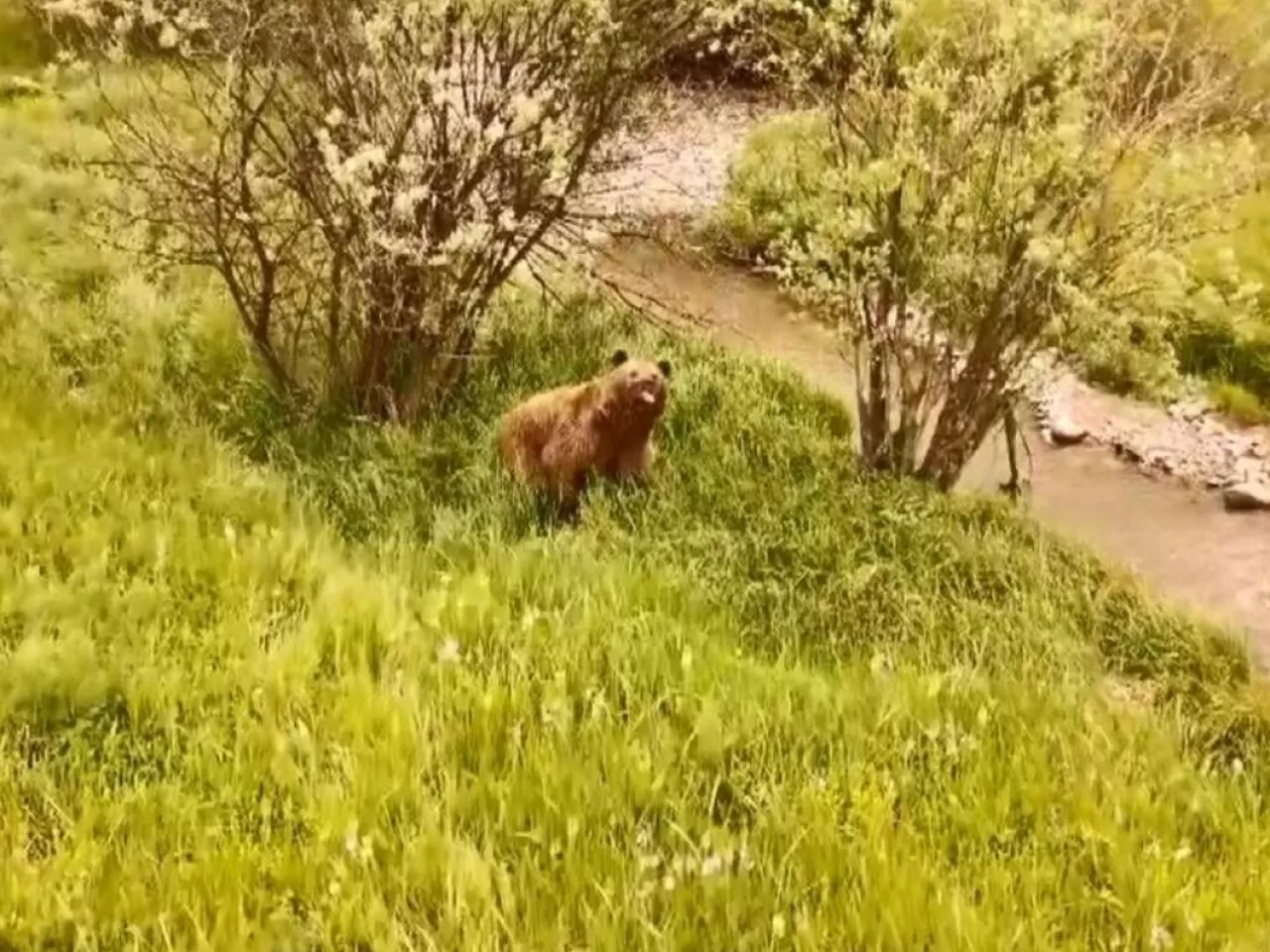 Vahşi Doğada Gezen Boz Ayı Kameralara Yakalandı