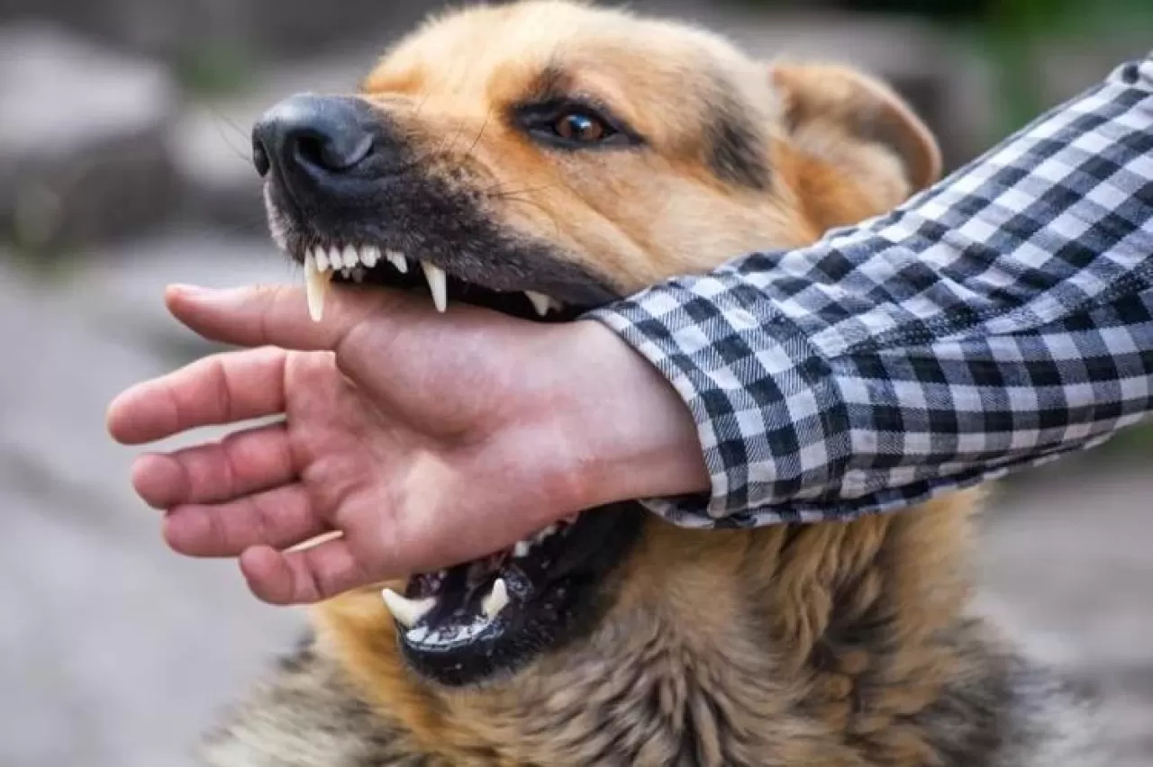 Başıboş Köpek Saldırıları Sonrası Soruşturma Başlatıldı