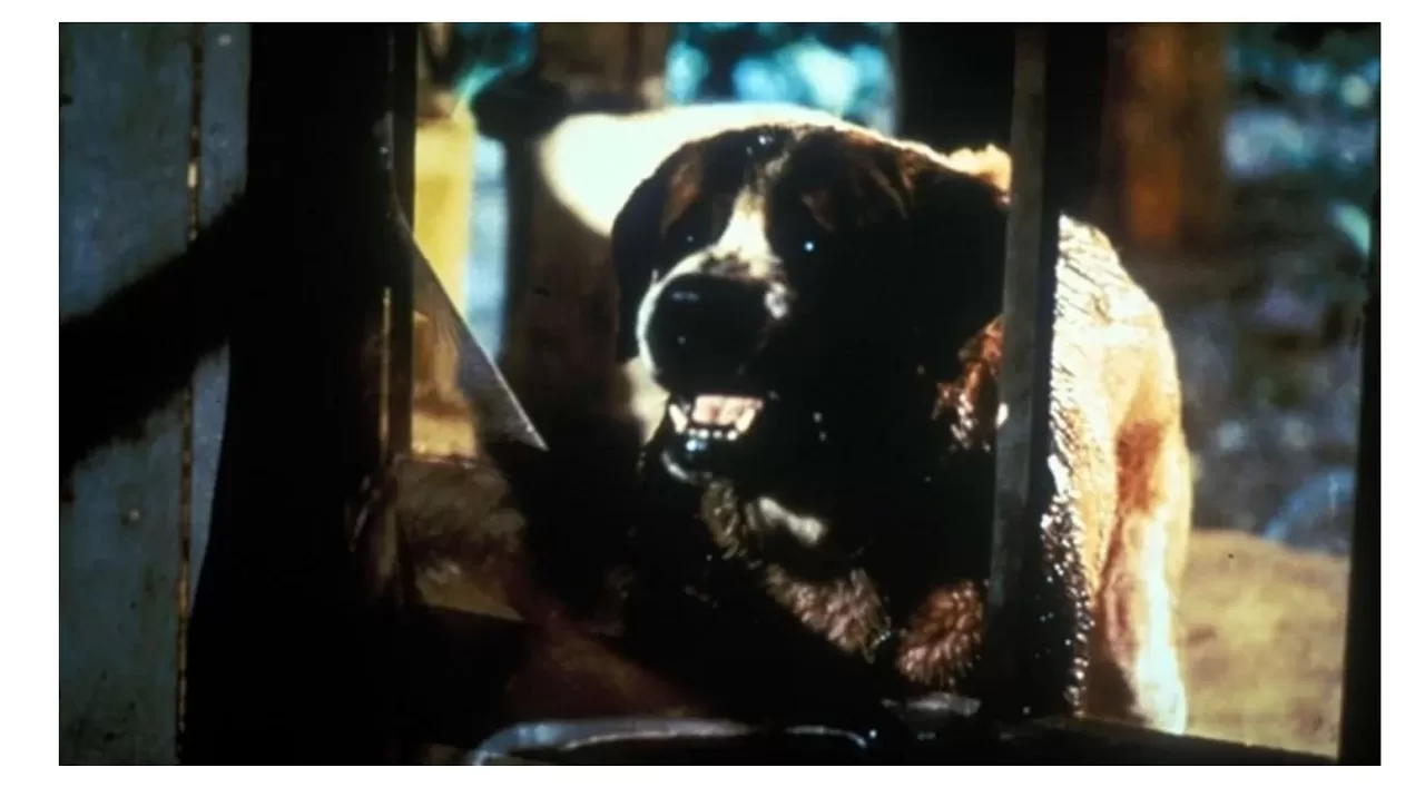 Netflix, Stephen King'in unutulmaz eseri Cujo'yu uyarlayacak!