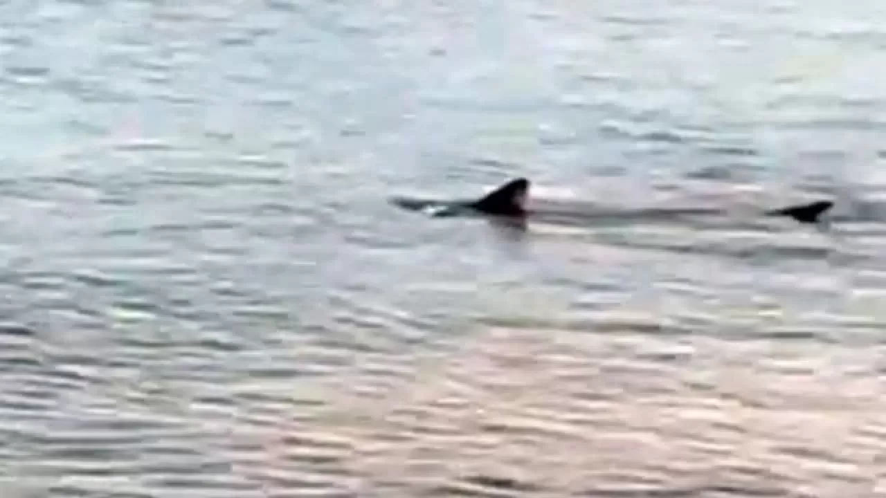 Datça sahilinde ender rastlanan olay: Kıyıya yakın bölgede iki köpek balığı görüldü!