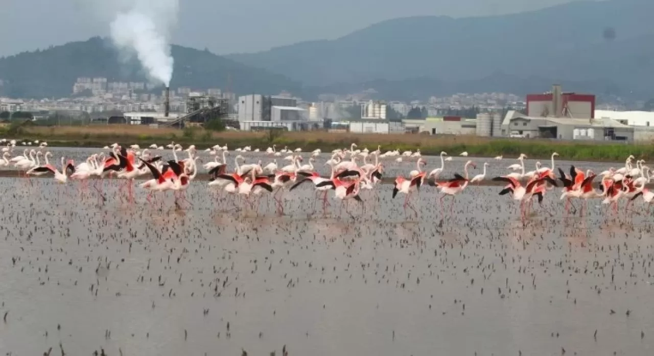 Aydın’a belgeselleri aratmayan görüntü! flamingolar bir anda doluştu: Eşsiz bir manzara oluştu