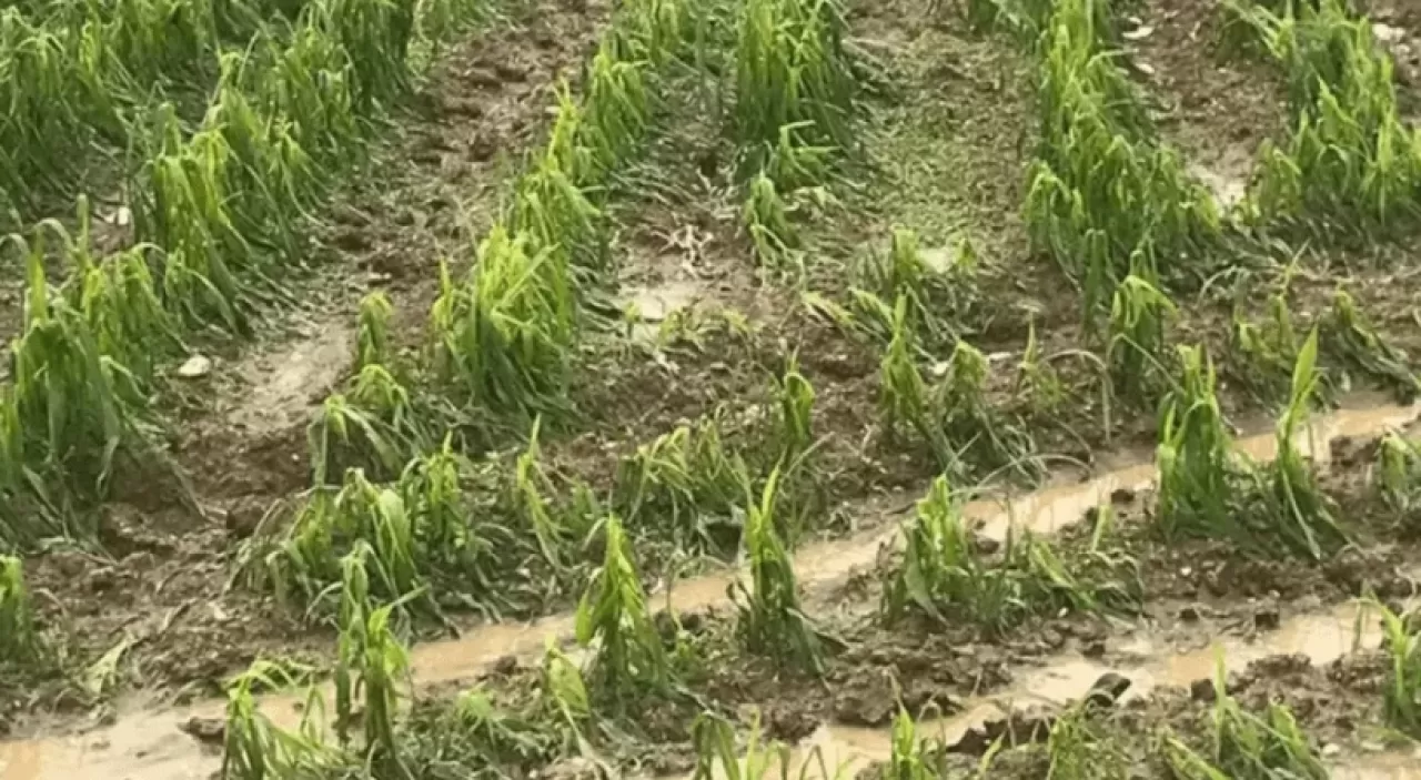 Sağanak ve dolu yağışı, ekili tarım arazilerini zarara uğrattı