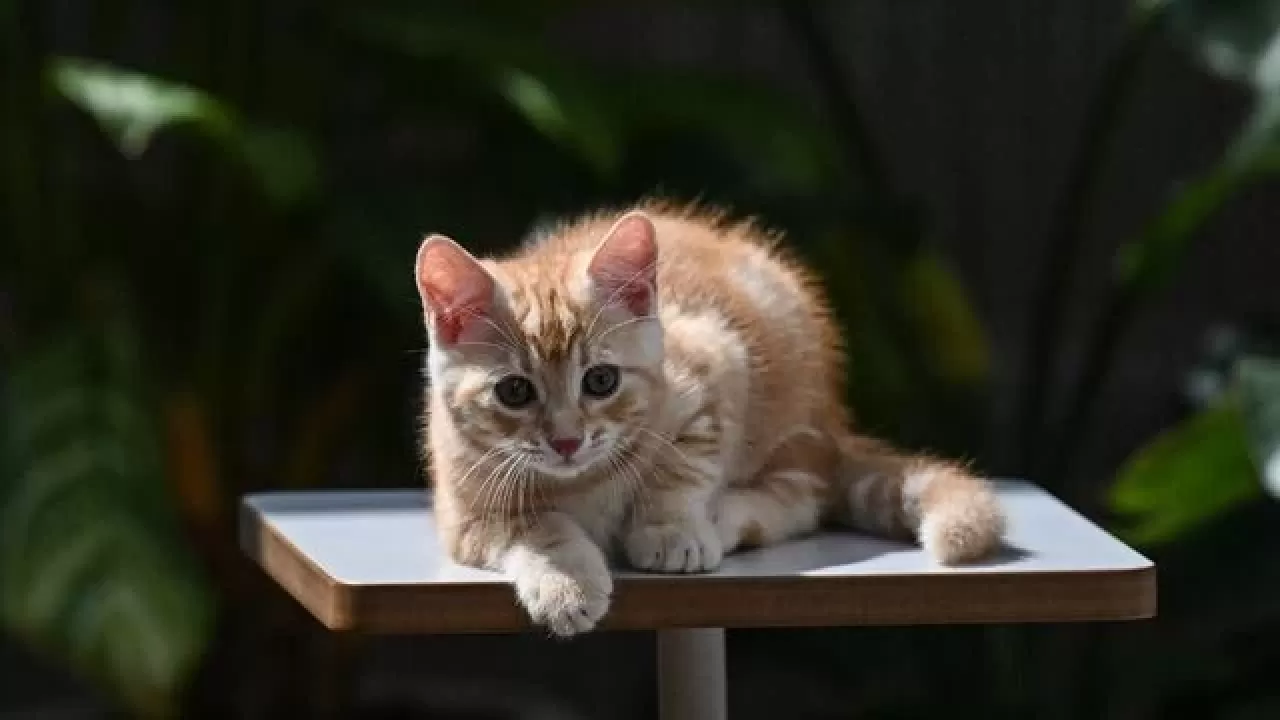 Sarman kedi türünün erkek olmasının nedeni keşfedildi!
