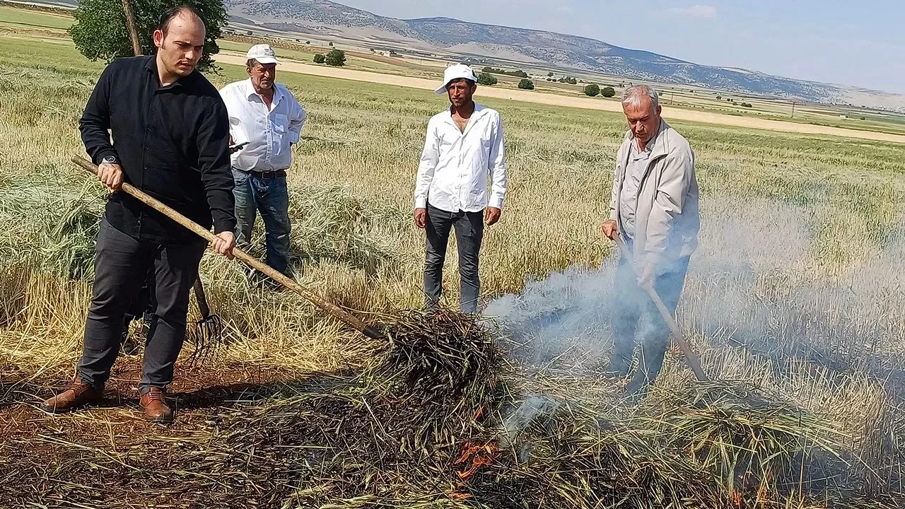 Zamanla Yarışan Hasat Firik Yalnızca 8 Gün Toplanıyor