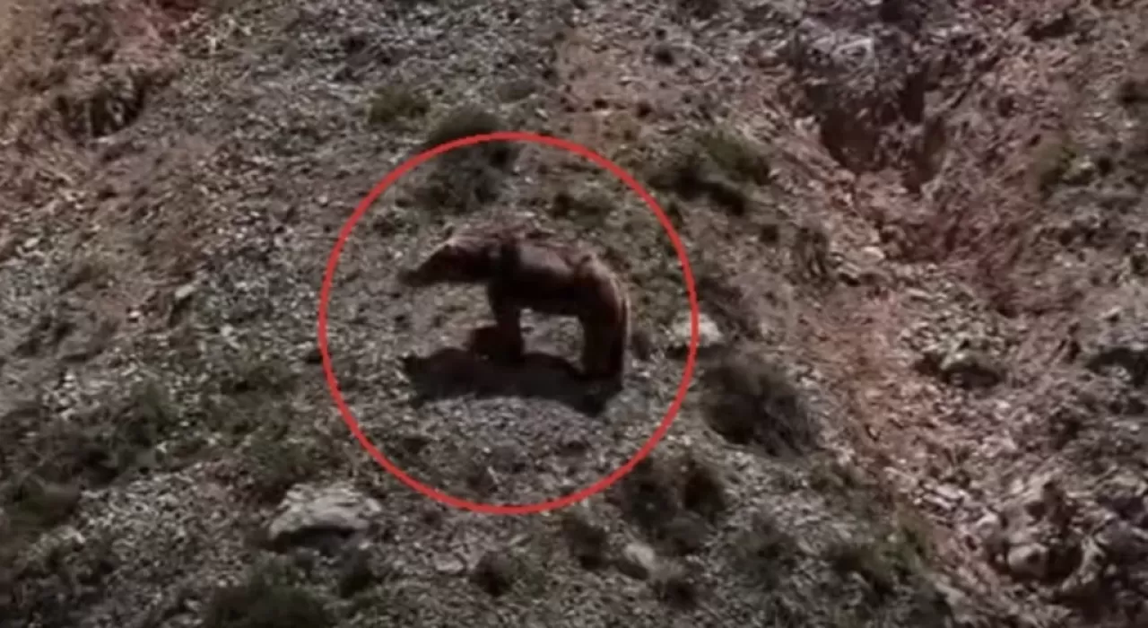 Bozayı Yavru Dağ Keçisini Avladı: O Anlar Dronla Görüntülendi!
