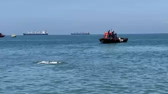 Mavi suların ortasında bulunan Angus hayvanı herkesi şaşırttı!