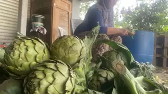 Enginar üreticileri, bıçakçılarında bu yıl beklenmedik bir hasat yoğunluğuyla karşı karşıya kaldı.