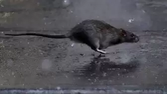 Fareler tehlikeli bir bakteri yayıyor, uzmanlar uyarıyor