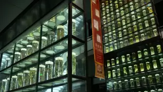 Guangdong Eyaletindeki Tıbbi Müze, Ziyaretçilerini Ağırlamaya Başladı; Sağlık ve Tıp Tarihi Meraklıları İçin Benzersiz Bir Deneyim!