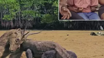 Komodo ejderinin saldırısında kolunu kaybeden çocuk Türkiye'ye nakledilebilir.