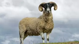 Uzmanların Kurbanlık Alımı Konusundaki Önemli Uyarılarını Mutlaka Dikkate Alın!