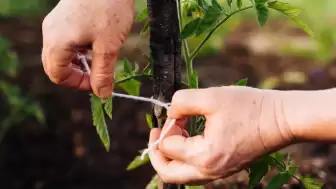 Uşak'ta Meyve Ağaçları İçin Özel Aşılama Kursu Verilecek!