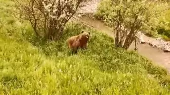 Vahşi Doğada Gezen Boz Ayı Kameralara Yakalandı