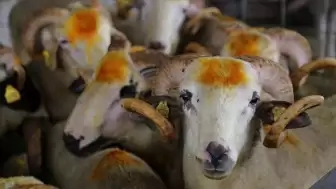 Kurban kesim vakti ve günü ne zaman olmalıdır? Kurban kesiminde kaçıncı gün tercih edilir ve ne zaman sonlanmalıdır?