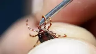 Sağlık Bakanlığı, vatandaşları "Kırım Kongo Kanamalı Ateşi" konusunda uyardı.