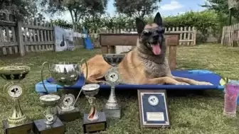 AKUT Kuşadası ekibinin eğitimli arama kurtarma köpeği olan 12 yaşındaki ‘Bob’ öldü