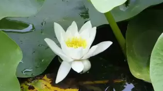 Bu çiçeği koparmanın cezası çok büyük! Ziyaretçileri hayran bırakıyor, koparan yandı!