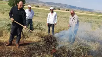 Zamanla Yarışan Hasat Firik Yalnızca 8 Gün Toplanıyor