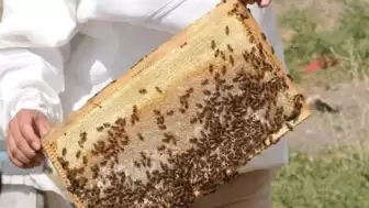 Delibal’ ın fazlası zarar! Sadece dört yılda bir hasat ediliyor! Bu balın azı şifa, fazlası tehlike