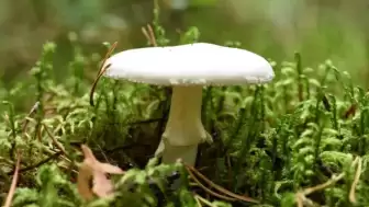 Dünyanın en tehlikeli mantarının etkisi artıyor