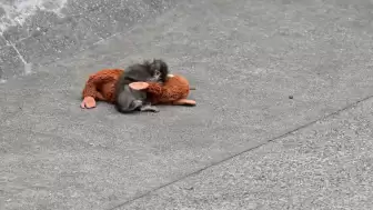 PUNÇ VE PELUŞ OYUNCAĞI REKORLAR KIRIYOR