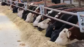 Devlet Besicilere Büyük Destek Veriyor: Hayvancılıkta Yeni Dönem