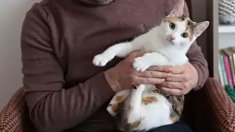 Evdeki Sigara Dumanının Evcil Hayvanlara Zararları Araştırma Konusu Oldu