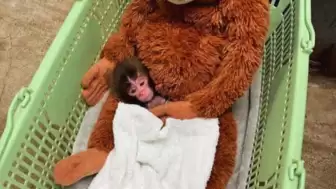 Hayvan Hakları Aktivistlerinden “Özgürlük” Çağrısı: Punch İçin Değil Tüm Doğadaki Canlar İçin