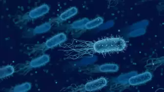 Bağırsak bakterilerinde serotonin sürprizi: Bilim dünyasını heyecanlandıran gelişme