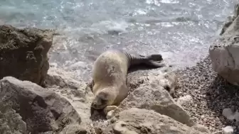 Turizmin Başkentinde Doğa Katliamı: Akdeniz Fokları Tehlike Altında!