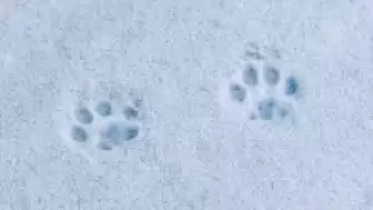 Dondurucu Soğukta Mucize Kurtuluş: Yol Kenarında Bulunan Yavru Kedi Hayata Döndürüldü