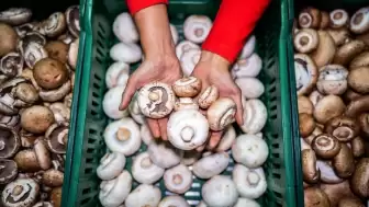 Bağışıklık, bağırsak ve beyin sağlığı için mantarın gücü