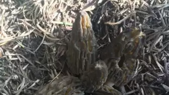 Kilosu 1500 TL: Toroslar’da nadir bulunan mantara yoğun ilgi