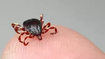 Sıcaklık Artışıyla Kene Vakalarında Risk Yükseliyor