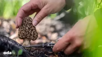 Mutfakların Lüks Lezzeti: Morel Mantarı Toplama Rehberi