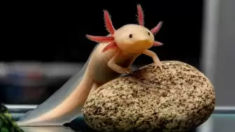 Aksolotlların yenilenme yeteneği bilim dünyasında yeni umut yarattı