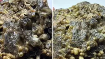 Beklenmedik keşif koleksiyonerlerin ilgisini çekti