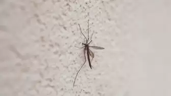 İstanbullular Dikkat! Bahar Geldi, Risk Arttı: Valilik Kene ve Sivrisineklerle Mücadele İçin Düğmeye Bastı: 39 İlçeye "Acil Önlem" Talimatı