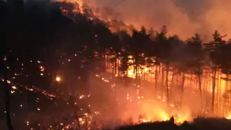Japonya’daki orman yangınında bin hektardan fazla alan zarar gördü