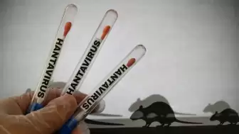 Hantavirüs Araştırmasında Yeni Bulgular Endişe Yarattı