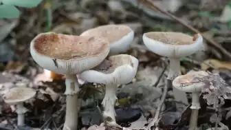Yabani mantardan zehirlenen 1 kişi öldü, 5 kişi tedavi altında