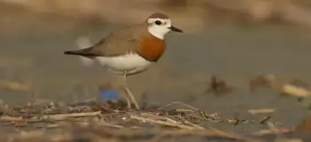 Milleyha Kuş Cenneti Artık Koruma Altında!