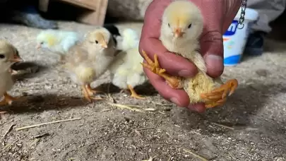Eşine ender rastlanan bir durum! 4 bacaklı civciv herkesi şaşırttı: Uzmanlar sebebini açıkladı…